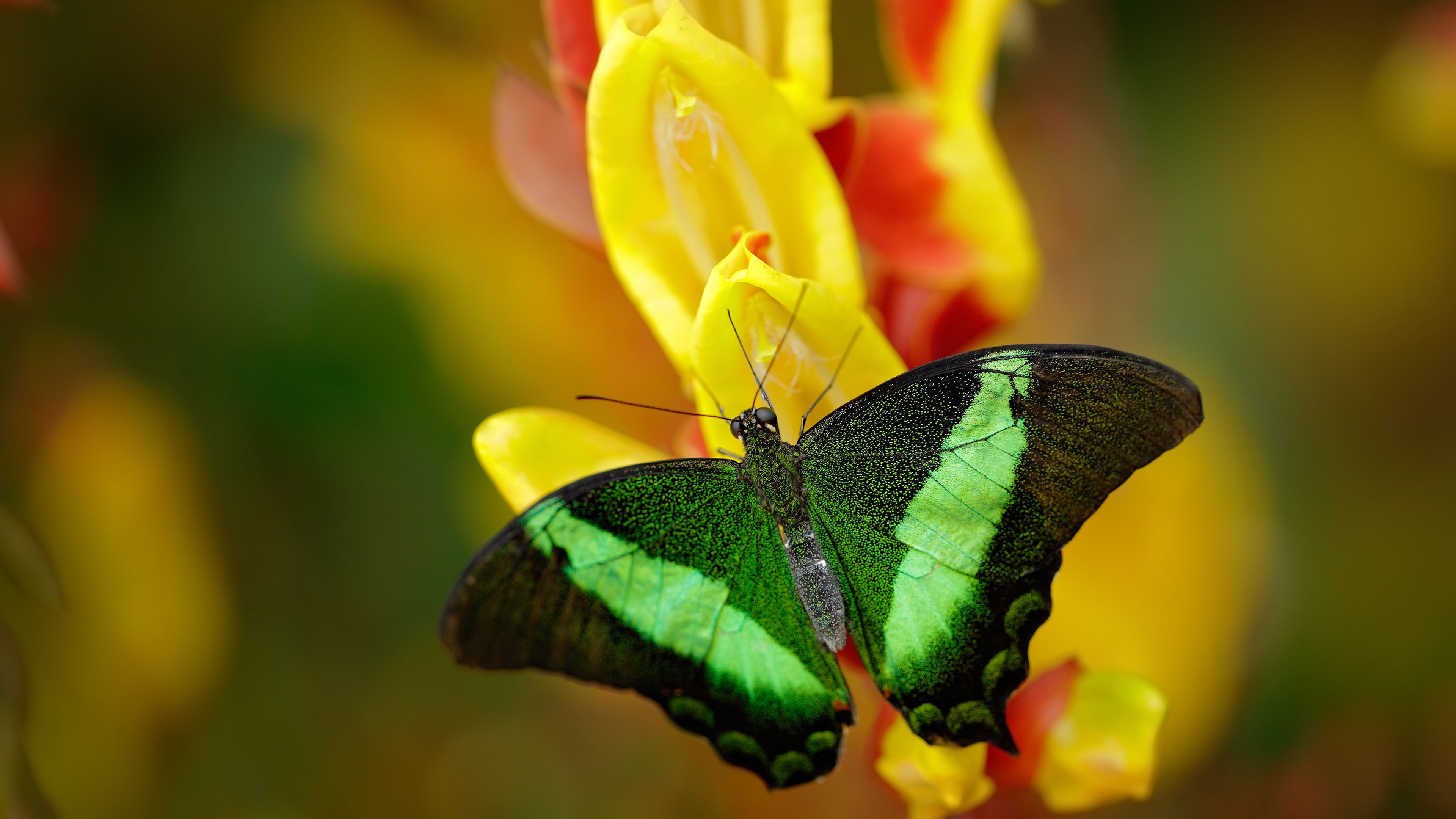 传奇人物新角色：退役巨星转身成为教练或解说员的背后故事，传奇退役选手